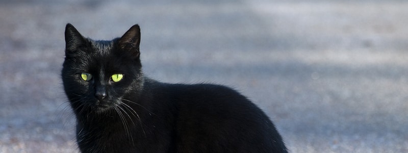 I accidentally hit someones pet with my car