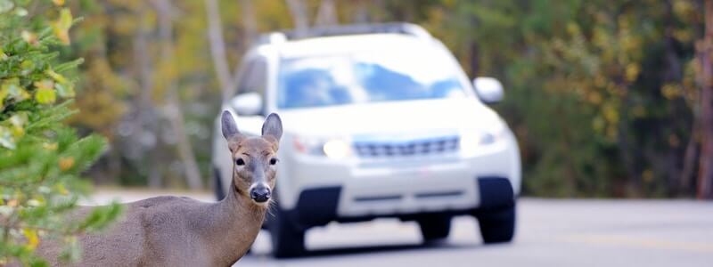 Does Insurance Cover Car Accidents Caused by Animals
